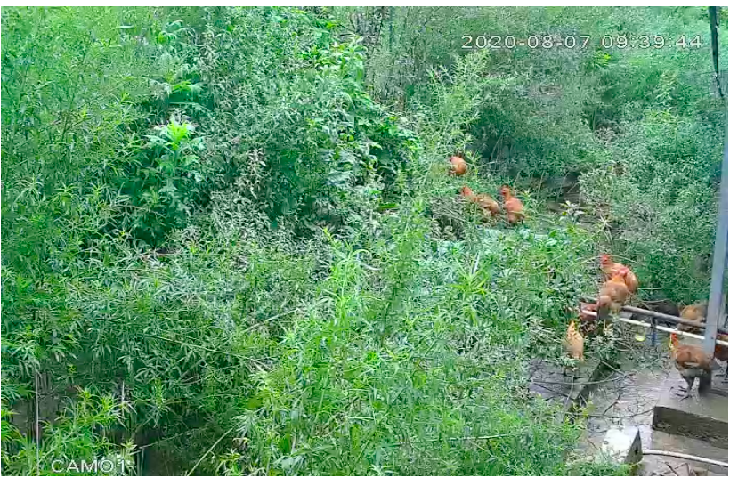 養(yǎng)殖場直播